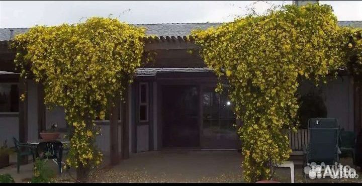 Садовый зимний жасмин