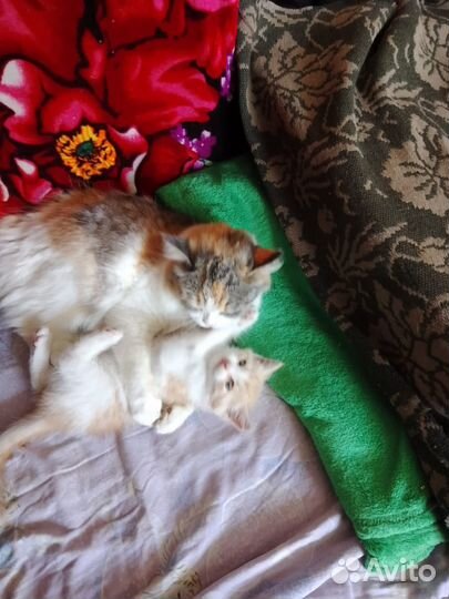 Котенок в самые долрые руки