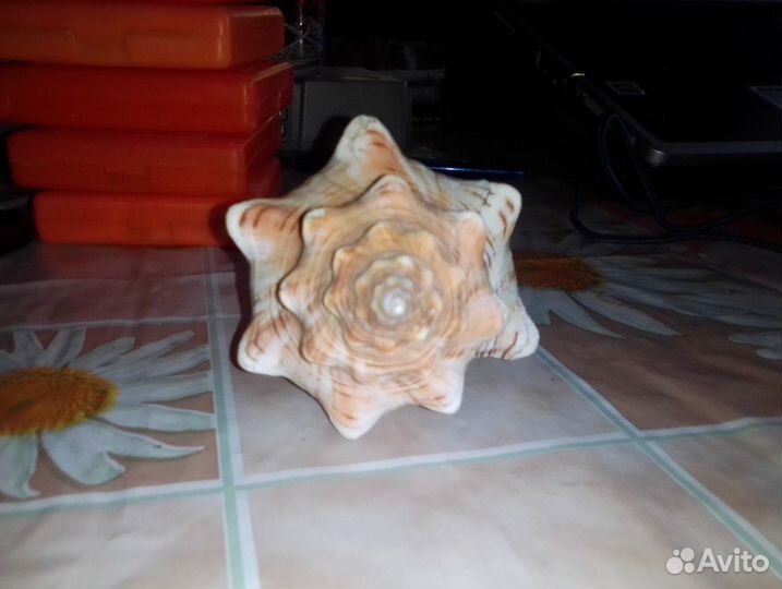 Морская ракушка для аквариума или декора