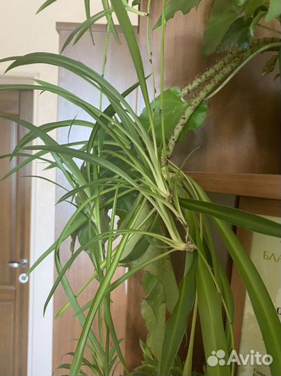 Хлорофитум