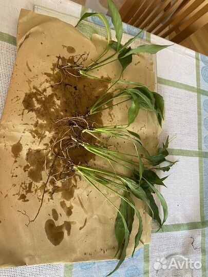 Спацифилум