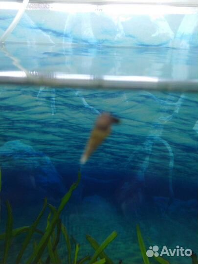 Аквариумные растения. Улитка мелания. бесплатно