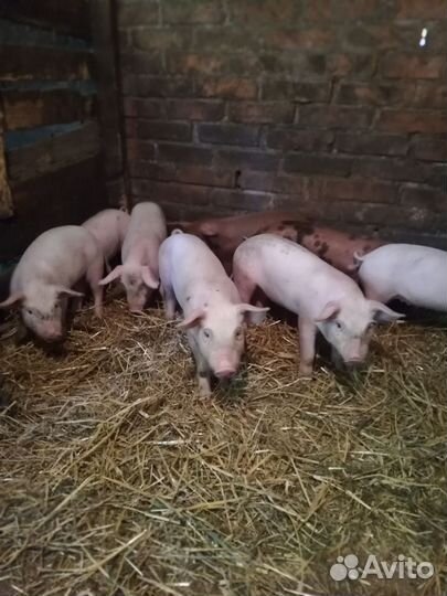 Продам поросят