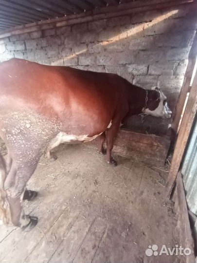 Коровы дойные молочные