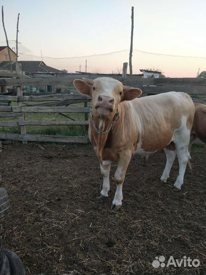 Бык Сементал