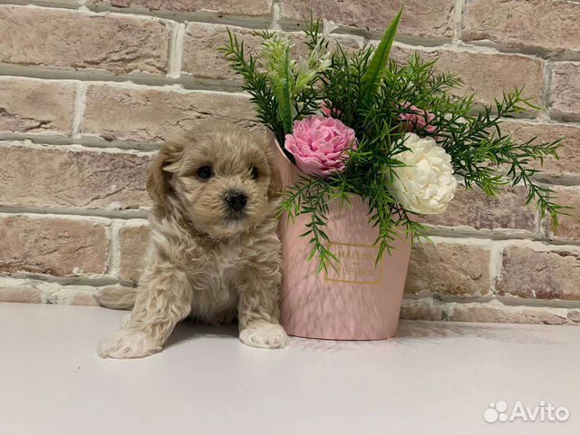 Мальтипу мини