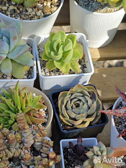 Суккуленты разные