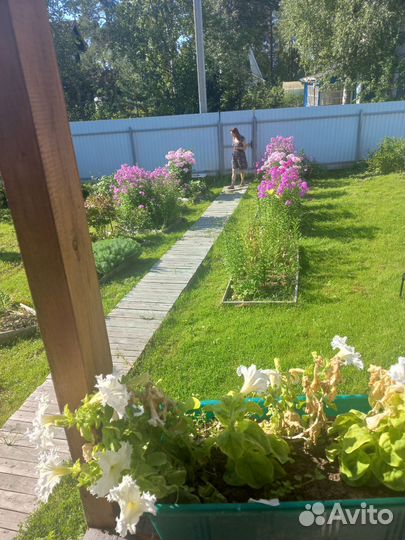 Продам вербейник,флокс