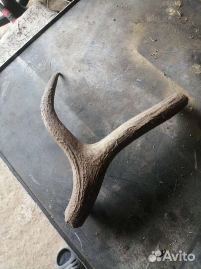 Оленьи рога