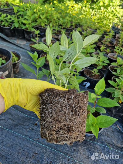 Гортензия метельчатая