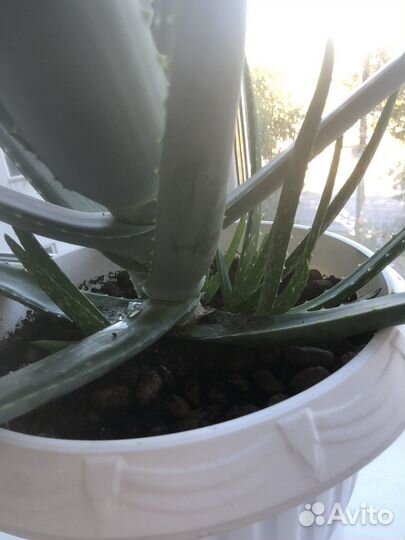 Алоэ вера столетник