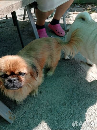 Мопс-пекинес