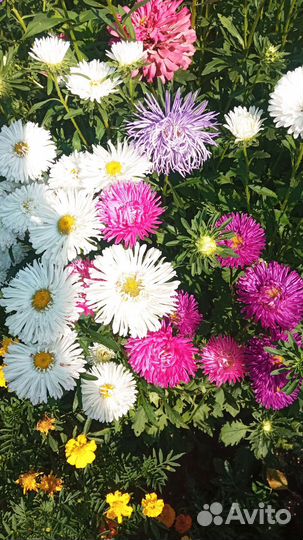 Живые цветы букеты на 1 сентября