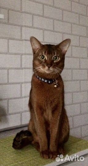 Абиссинский кот Вязка