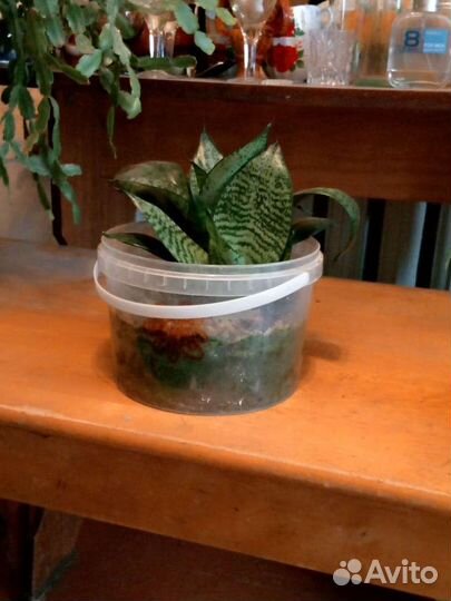 Сансевиерия