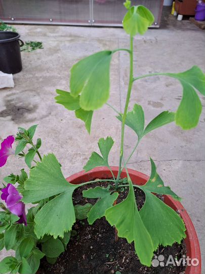 Гинго билоба