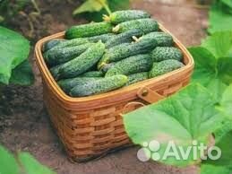 Сотрудник в теплицу. Вахта