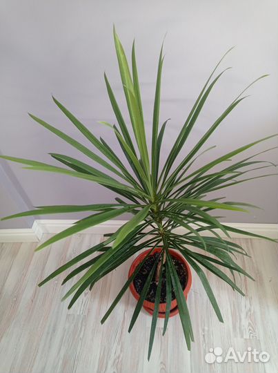 Продаю драцену