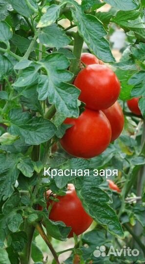 Красные томаты, семена