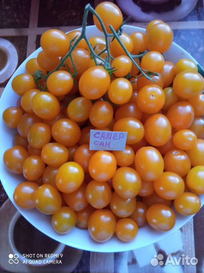 Семена томатов и перцев