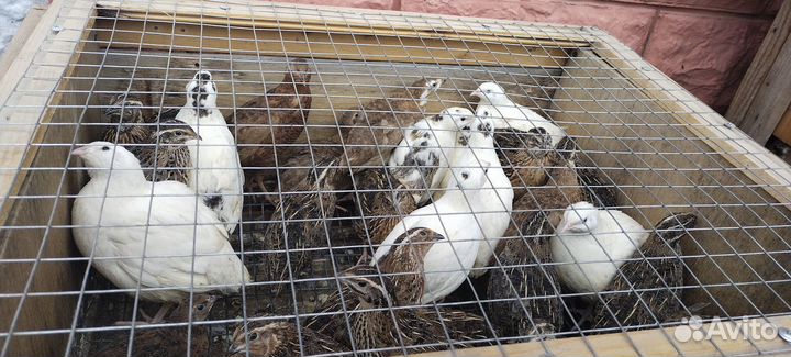 Продам перепелов Белый гигант, Фараоны,Селадоны