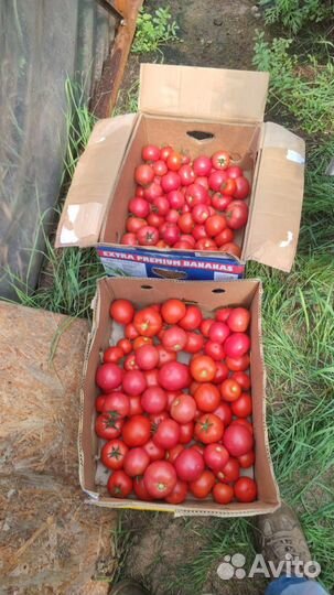 Помидоры свои на навозе