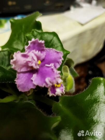 Лист фиалки на срез