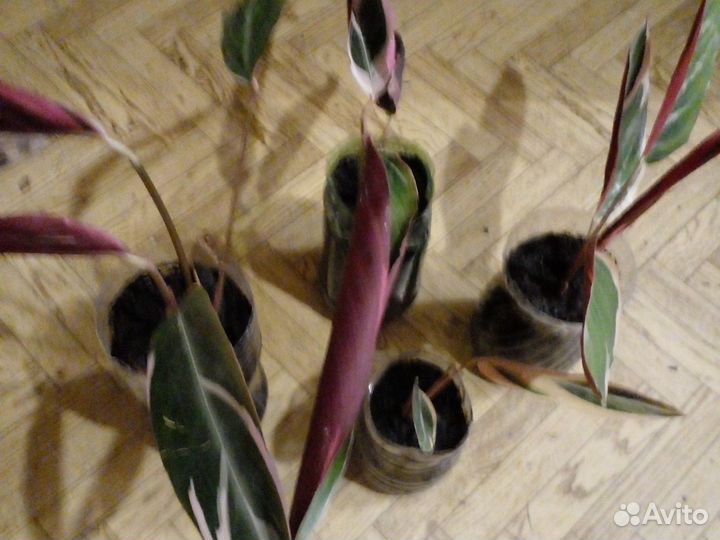 Фикус каучуконосный