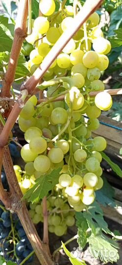 Саженцы винограда
