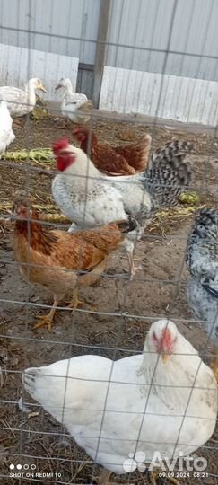 Молодые петухи