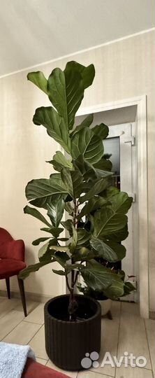 Фикус лирата колумнарис