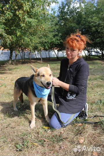 Чудесная собака из приюта