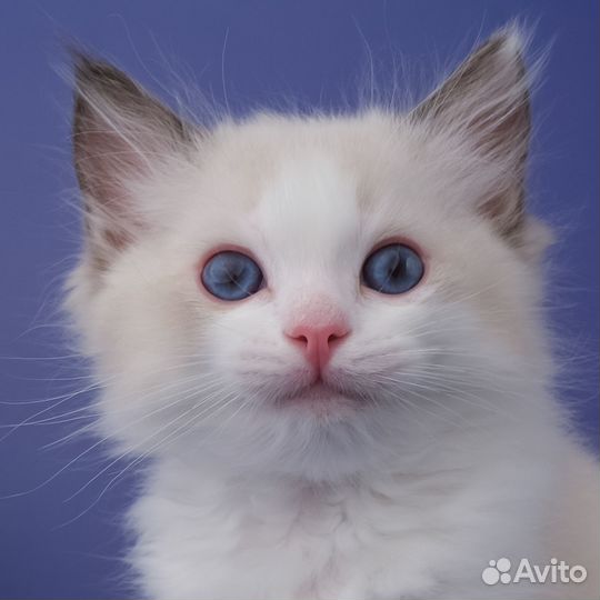 Рэгдолл-мальчик от питомника