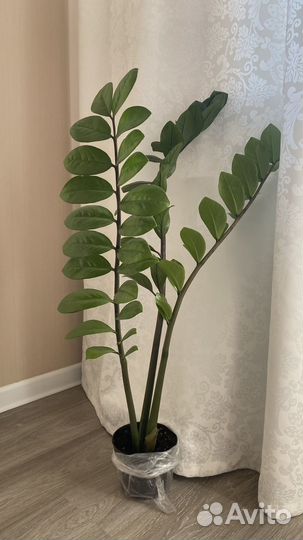 Замиокулькас