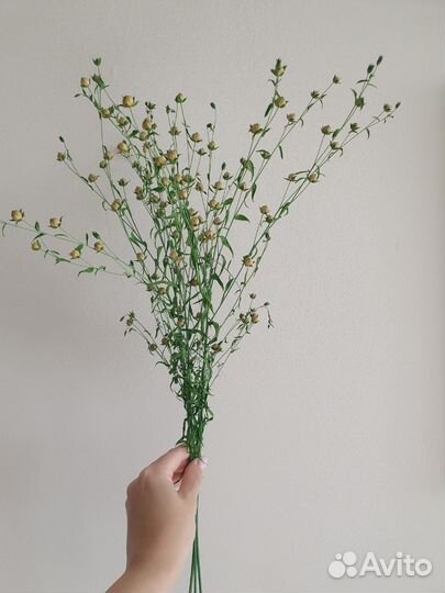 Лен сухоцвет