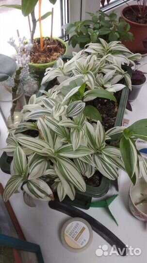 Традисканция