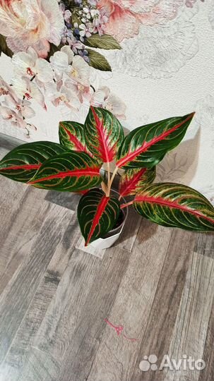 Аглаонема ассорти