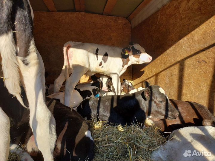 Бычки молодняк