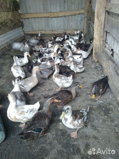 Утка домашняя