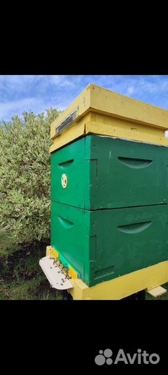 Пчелы Карника