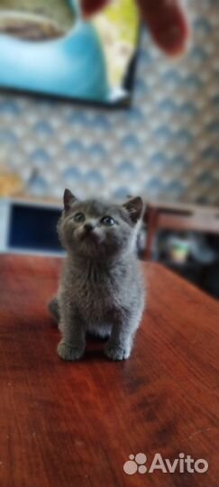 Котята от домашней кошки британки