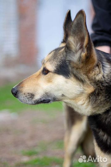 Харизматичная Мышка ищет дом