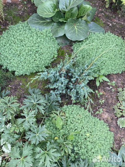 Почвопокровник