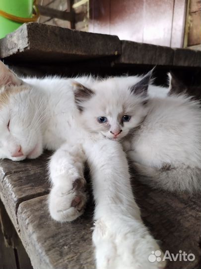 Отдам котят в добрые руки