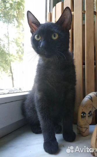 Котенок сфинкс браш - мальчику 7 мес