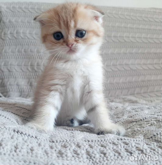 Котята британской шиншиллы