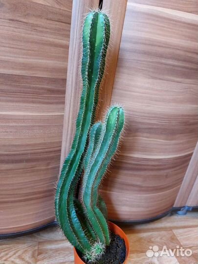 Кактус 68 см от пола