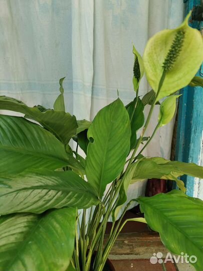 Спатифиллум