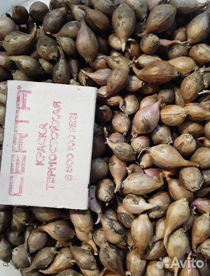 Чеснок на посадку (однозубки и зубки) и на еду