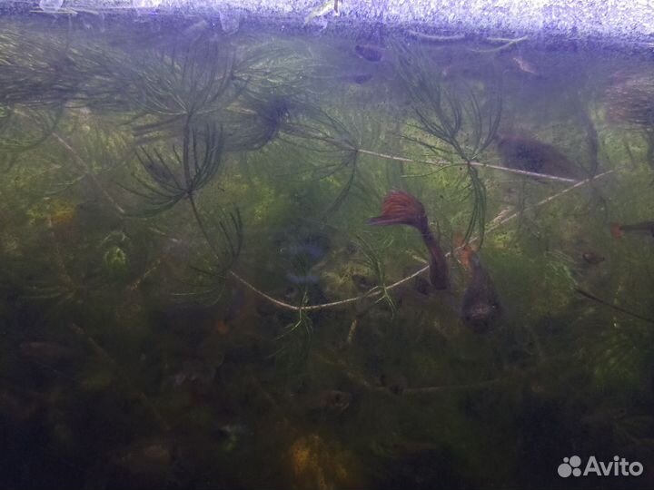 Роголистник